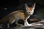 Fennecfox1.jpg