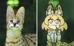 Serval-(Kemono-Friends)-Kemono-Friends-Anime-APDUL-4517614.jpeg