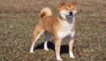 Shiba-Inu-3-645mk062811.jpg