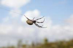 golden orb spider.jpg