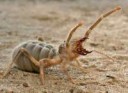 solifugae78.jpg