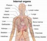 1200px-Internalorgans.png