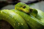 green-tree-python-10142291920.jpg