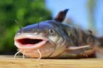 depositphotos50360083-stock-photo-fish-catfish.jpg