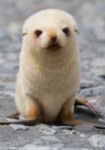 white-fur-seal.jpg