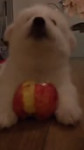 doggy2.webm