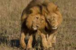 male-lions-mating-video.jpg