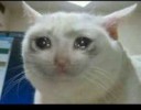 cat-crying-funny-hahahaha-Favim.com-2151260.jpg