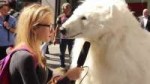 polar-bear-interview.jpg