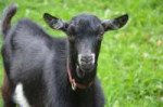 goat-black-white-2792448960720.jpg