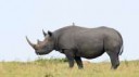 black-rhino-yellow-grasses.ngsversion.1396530530358.jpg