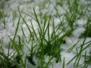 macrograssandsnowbyqoal-d5v4d9t.jpg