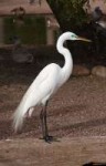 Greategret