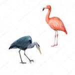 depositphotos50904629-stock-photo-grey-heron-and-flamingo.jpg