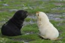 5490395-Fur-seal-pup-Stock-Photo