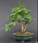 quercusroburbonsai3.jpg