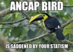 ancap bird.png