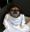 cute-princess-leia-pug-2747497.png