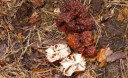 Gyromitra esculenta