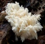 Hericium-coralloides02