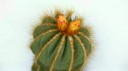 Parodia40s