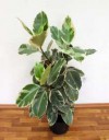 ficus-elastica-tineke-d27-100-2.jpg