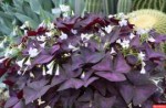 Oxalis Triangularis.jpg