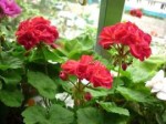 Pelargoniya-Bold-Carmine.jpg