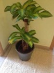 dracena1.jpg