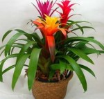 guzmania-2-520x500.jpg