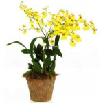 orkhideya-oncidium.jpg