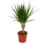 dracaena-marginat.jpg