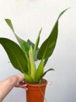 philodendron-fatboy-1.jpg