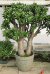 jade-plant-indoor-decor-79-best-jade-plants-images-from-jad[...].jpg