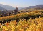 vineyards-wachau-austria83135990x742.jpg