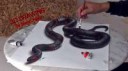 snake-drawing-painting-3d-p.jpg