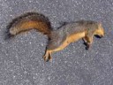 Dead squirrel on asphalt.jpg