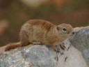 2009-Beldings-Ground-Squirrel.jpg