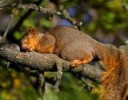 sleepingsquirrel.jpg