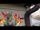 hellsquirrel.jpg