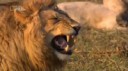 Lion 1.webm