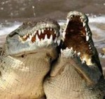 laughing crocodiles.jpg