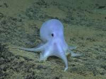 octopus-white.jpg