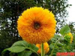 decorsunflower.jpg