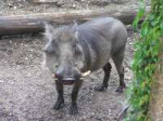 800px-Warthogchicago.jpg