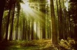 forest-tree-sun-ray-light-spruce.jpg