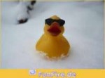 duck437images.jpg