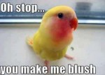 Funny-animal-captions-005-007 (1).jpg