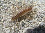 Scutigeracoleoptrata-Spinnenläufer.jpg