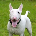 chiens-Bull-Terrier-319bfb2b-e8a5-bfe4-a9e5-ca72790b3ca8.jpg